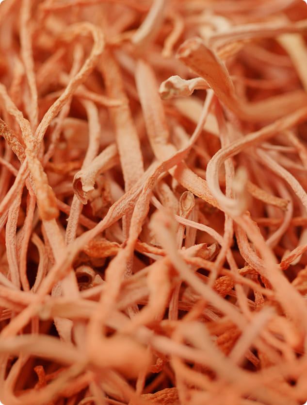 A macro photograph of bright orange cordyceps mushrooms