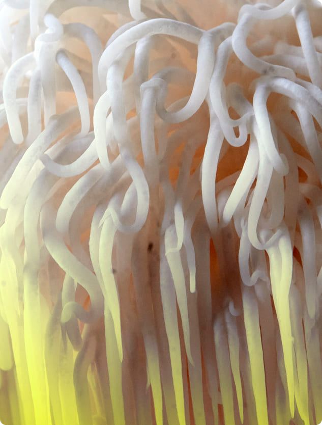 A macro photograph of a white lion's mane mushroom